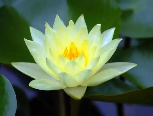 丝域养发头皮卸妆居家新品上市,拒绝头皮敏感