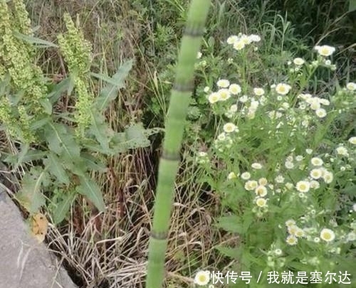 「观赏价值」在农田,1种“杂草”不起眼,被称为“木贼草”,1斤卖到“5元”