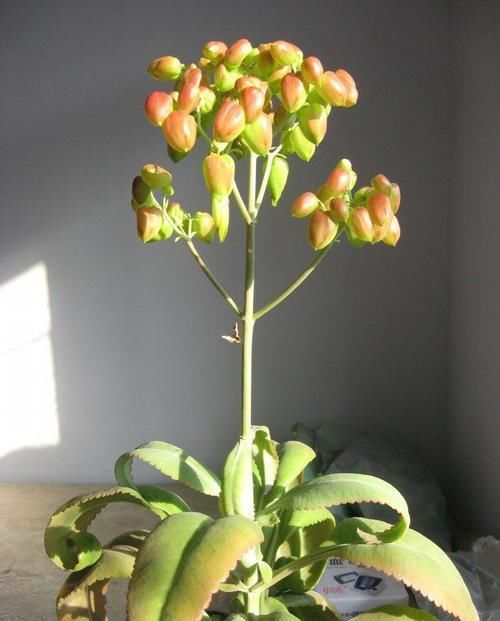  『家里』家里阳台养上这些花朵，漂亮又美丽，主要是比香水还香