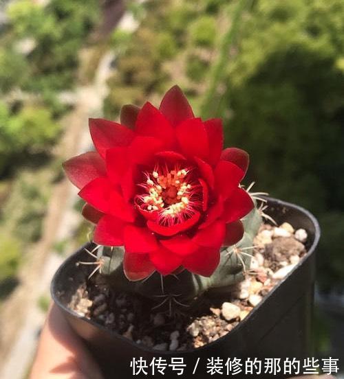 「盆土」仙人球不开花,是什么原因?做到“三点”,年年开花灿烂鲜艳