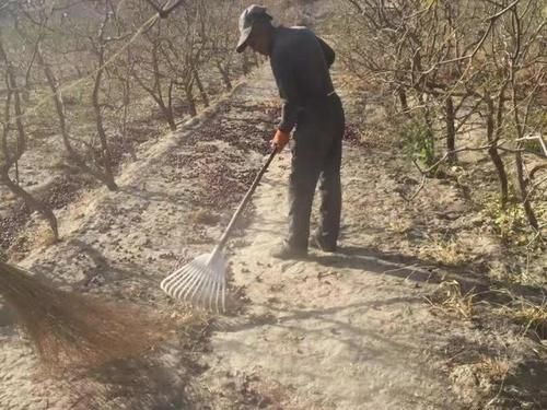  上市|几百万吨果同时上市，你不卖，有的是人卖，价格太低果农叫