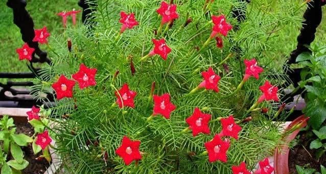  「花开满」最容易养成瀑布的3种花卉，轻松一打理，花开满墙长成花瀑布