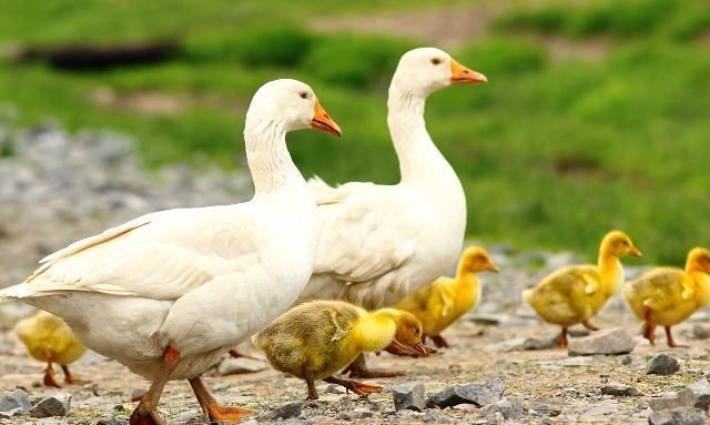 我国吃鸭子最多的城市，一年吃掉1亿多只，不是北京，也不是武汉