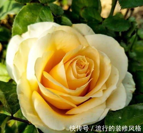  『盆栽』此花高贵典雅，好养花期长，开花颜值高，是阳台盆栽佳品