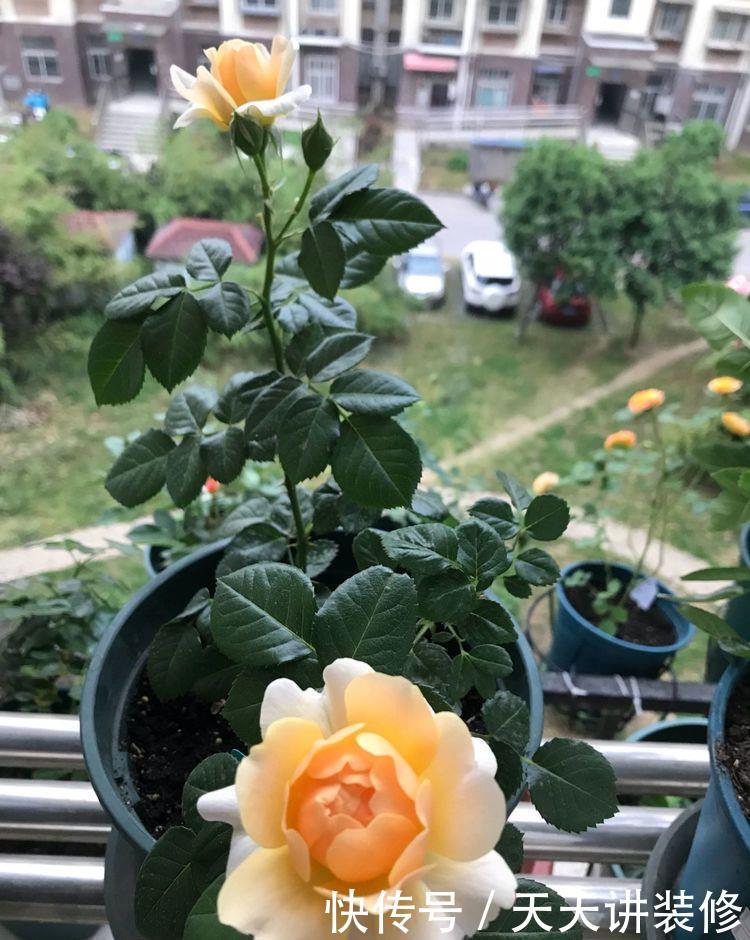  『玫瑰』喜欢玫瑰，不如养盆“珍品菊花”彩霞露影，似花中蝴蝶，翩翩飞舞