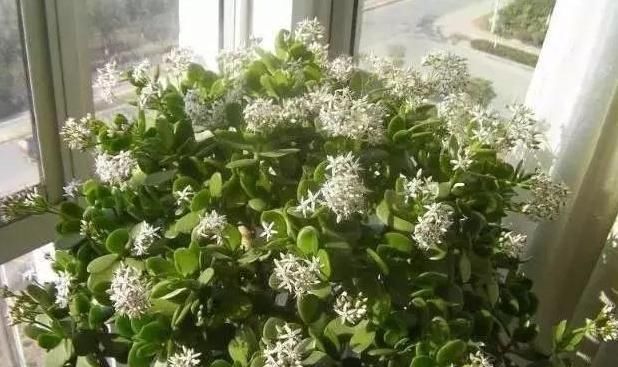  值钱■招财的“2种花”，客厅养1盆，养的越久越值钱，当传家宝都！