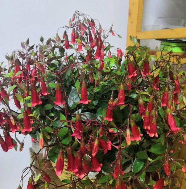  [栀子花]养花就养5种花，好养易活开花爆盆，花期长达300天，阳台变花园