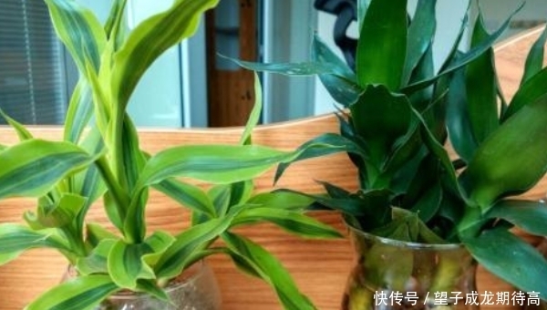 富贵竹|刚买回家的富贵竹就黄叶,原因就在用水不对,切记赶紧加点它