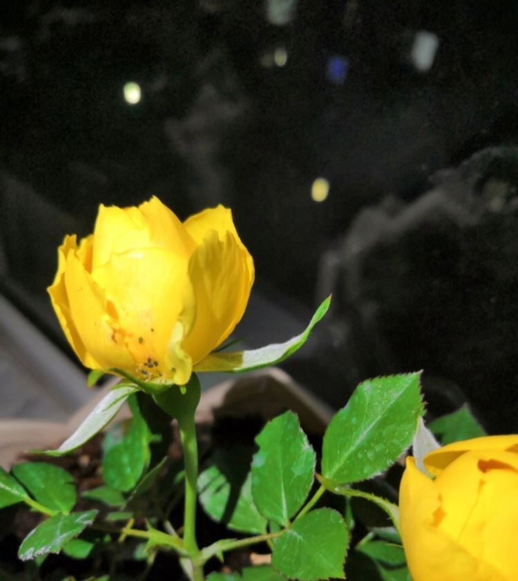 #解决#月季花有蚜虫不要怕,学会这一招,无需农药轻松解决!