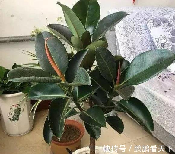 「霸占」丢了一棵橡皮树,3年长疯了,横竖8米宽,霸占了道路惹人怨