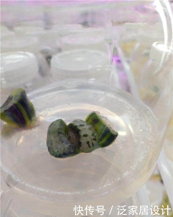 『组培草』多肉植物组培市场的未来如何,这不就是兰花套路吗