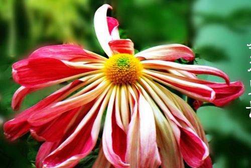  「圣光」喜欢菊花，不如试试“菊中珍品”圣光宝船，似粉嫩宽船，美丽淡雅