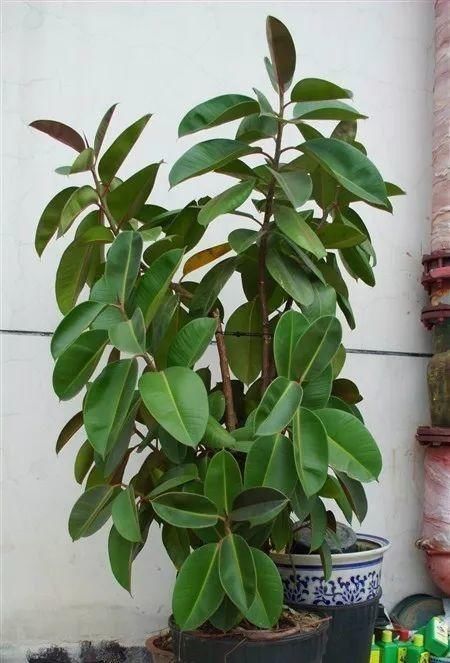 肥嘟嘟■叶子肥嘟嘟,耐旱还好养,摆家里一个月不浇水长得更旺,这都啥花