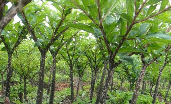  #种植#农民不出去打工，在家里种这种野生植物，每亩能挣一万元