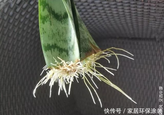  #长寿花#养花技巧：这5种花不用买了，蹭掉的叶子塞盆里，立马又冒一大盆