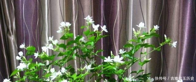 『养花』户外挖“2种土”养花,君子兰长得像“大白菜”,茉莉花“爆盆”