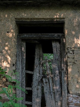  树木@农村老家的树木大家的门，渐渐消失了，难道还有回忆吗