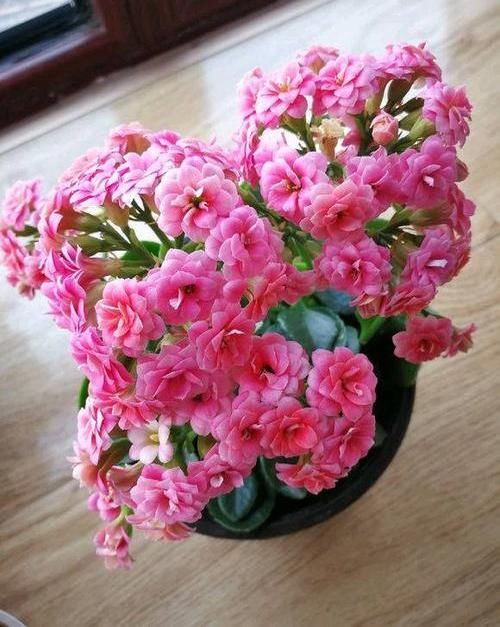  『金钱树』养花，这5种花少浇水，土壤容易“积涝”，浇的多死的快