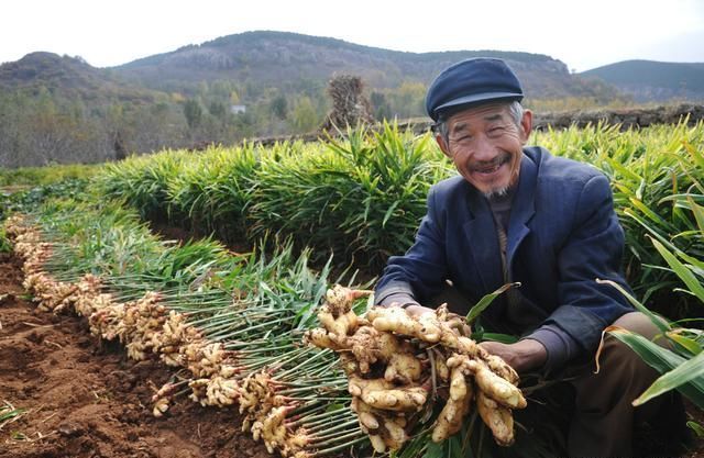 在农村实行种植业，这几种效益相当不错，你了解吗？