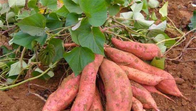 难道八月份真的适合种植红薯吗？这里告诉你答案！