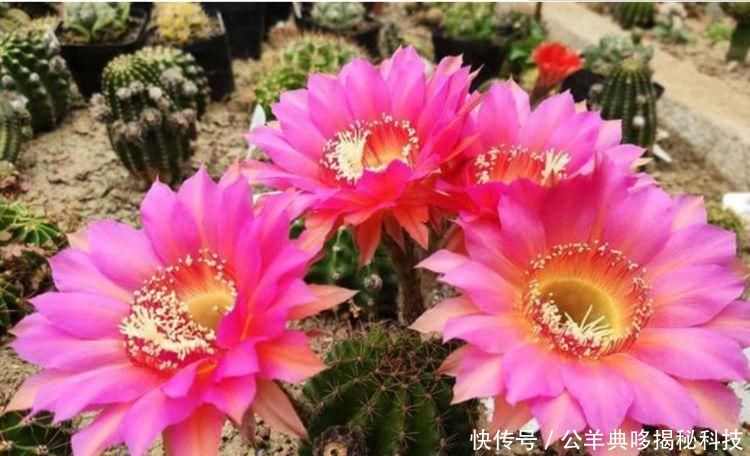  【阳光】4种“懒人花”，超耐旱好养，根本不用管，给点阳光就灿烂！