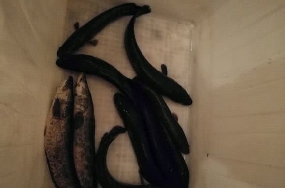 小龙虾克星，村民虾塘大减产，这群“祸害”却长的又肥又大