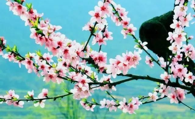 满园桃花开，宛若仙境，醉人之美！