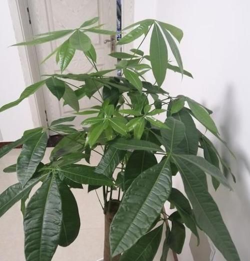  好多花友■在家养发财树，叶子老是爱发黄，告诉你几个小技巧，不黄叶长势旺