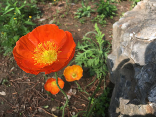 这些北京赏花地，你都去过吗？