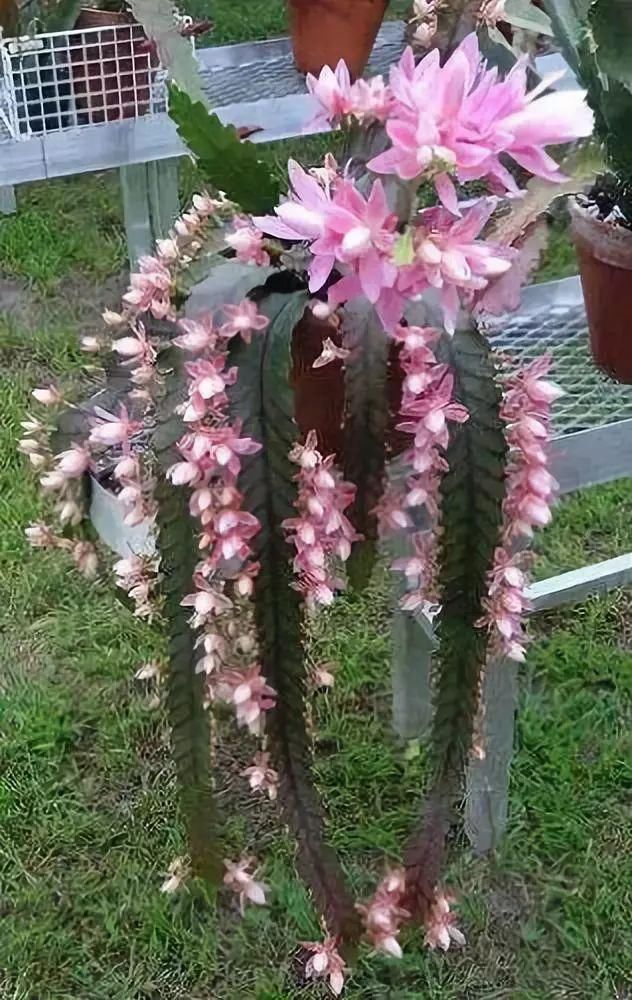  『开出的花』非常罕见的仙人掌，一起欣赏！