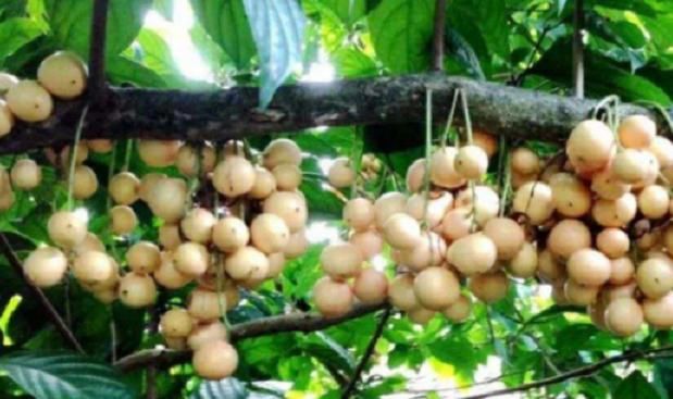  「果子」一种果子生长在山上，开花结果需要2年，如今农民大量种