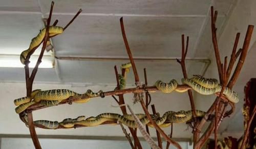 马来西亚有座蛇庙，庙中青蛇盘踞，却能与人和平共处！