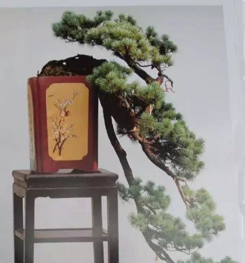 一组悬崖盆景佳作欣赏 可上九天揽月 可下五洋捉鳖