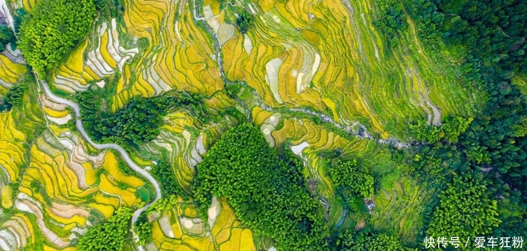 一定要去看看!景宁郑坑那片藏在山间的绝美梯田,惊艳了整个秋天
