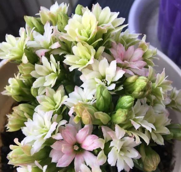  家里■这6种花,碰掉的叶片都能长出一盆,实在太好养,家里必须放一盆