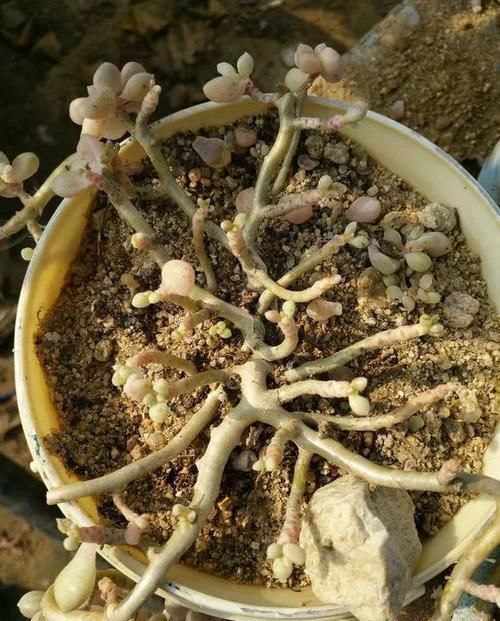  #很快#花儿生了虫，不管不顾，很快就剩盆！