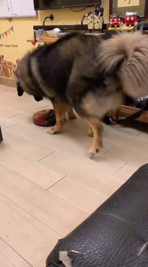  『转身』160斤高加索犬被欺负，转身向主人撒娇，而凶手居然是扫地机器人