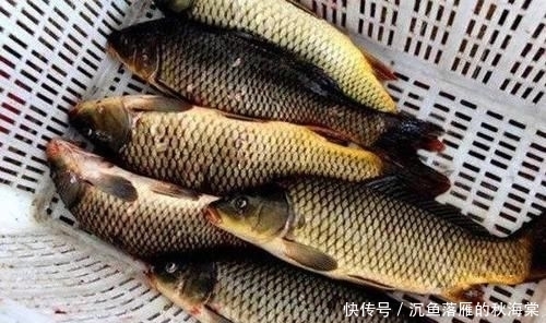  『效果显著』没想到紫菜也能用来野钓鲤鱼，且效果显著