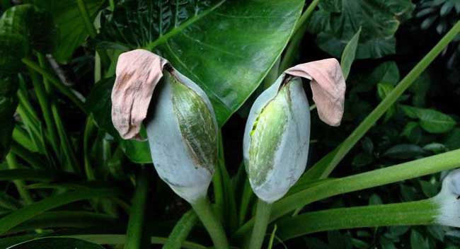  [知晓]农村这种野草叶似芋头，用途广泛，知晓之人却不多