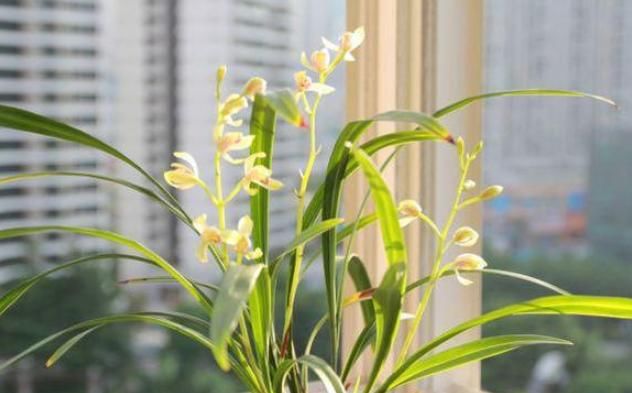 花开:兰花很难养?做好4点,兰花复壮快,长得旺,开花棒,花开多又香