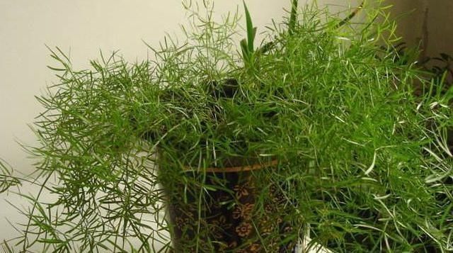 『油绿』有“3种植物”,长得像文竹,但比文竹更油绿,养在家里面美爆了