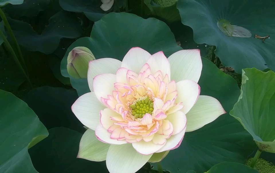  『分盆』盆栽碗莲套盆深埋保温越冬技术实践，春季碗莲不死还能爆芽分盆