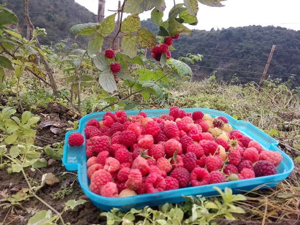 不少|种植一次收益20年，几年前卖到80元一斤，农民种了却亏钱，