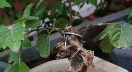  【黄荆】乡下的这棵树到处都长得快又结实，做盆景反而很有价值