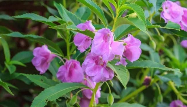  [能养]陪我们从小长大的3种花，不花钱就能养，每一种都是一个记忆