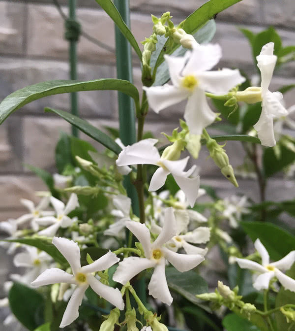  #耐寒#一种非常耐寒的藤本植物，号称“养不死”，四季常青好养活！