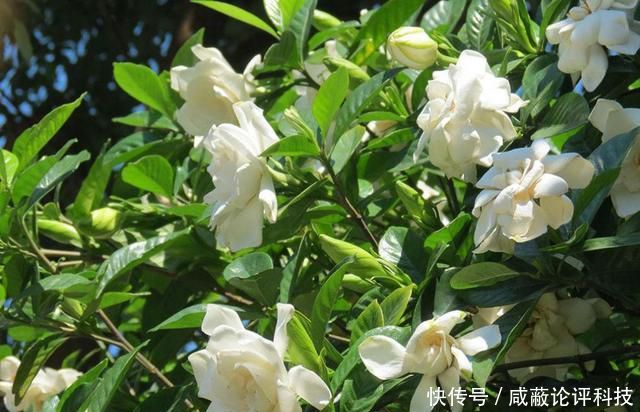  「对症下药」栀子花叶片发黄的4大原因，找到根源才能对症下药