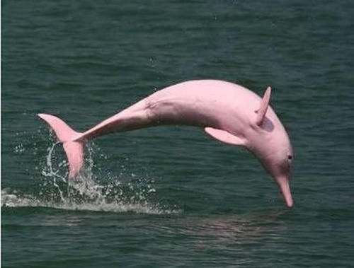 后来再也没有见过这只粉色的海豚,有专家称这只海豚应该是变异成了