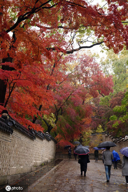 雨中看红枫韩国宫殿内秋色美不胜收