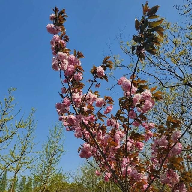  「上海植物园」碎花裙上的“花花世界”，到底有哪些花？